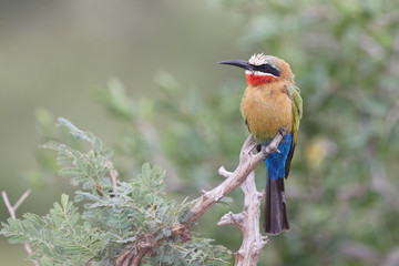 Weißstirnspint / White-fronted bee-eater / Merops bullockoides