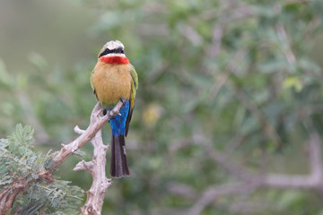Weißstirnspint / White-fronted bee-eater / Merops bullockoides