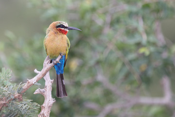 Weißstirnspint / White-fronted bee-eater / Merops bullockoides