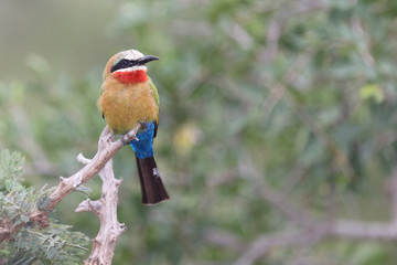Weißstirnspint / White-fronted bee-eater / Merops bullockoides