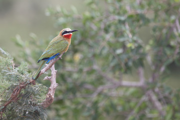Weißstirnspint / White-fronted bee-eater / Merops bullockoides