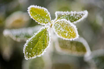Wild plants under winter ice and snow