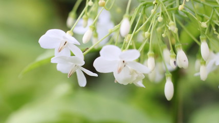 white flowers of a tree
