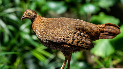 Brown and Orange Plumage on a Jungle Peafowl in Profile