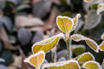 Wild plants under winter ice and snow