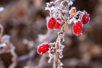Wild plants under winter ice and snow