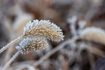 Wild plants under winter ice and snow