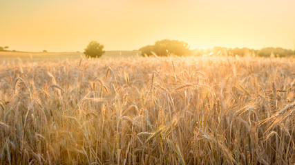 Obraz premium Beautiful view of gold wheat crop flied landscape in Spain