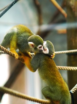 人気のリスザル