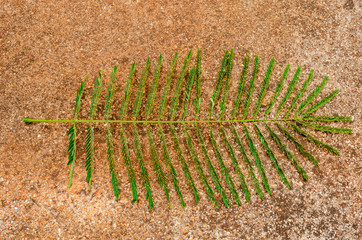 Leaves of Royal Poinciana Tree