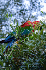 Blue and red macaw parrot on a branch of olive tree
