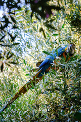 Blue macaw parrot on a branch of olive tree