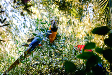 Blue and red macaw parrot on a branch of olive tree