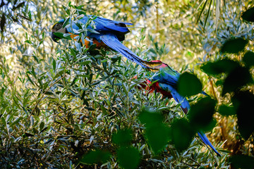 Blue and red macaw parrot on a branch of olive tree