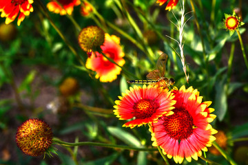 Beautiful flowers in the wild