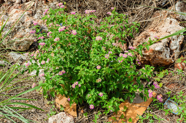 White-sage Plant