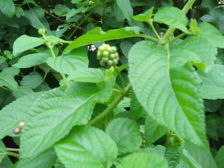 gooseberries in the garden