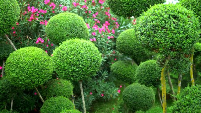 trees with green foliage in beautiful rounded shapes. with blooming flower beds.