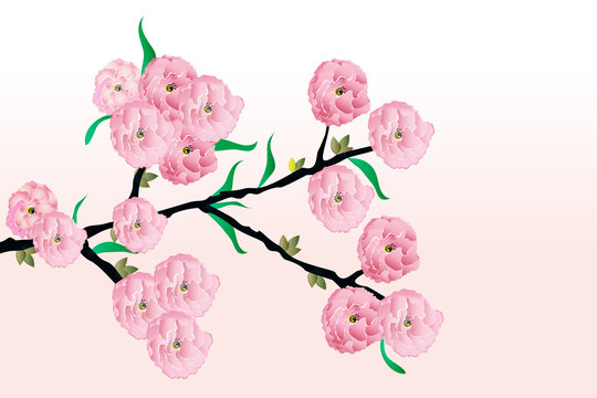 Cherry blossom flowers in a branch