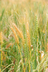 Fototapeta premium Barley in field.