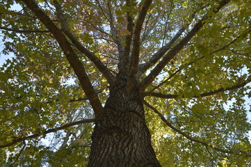 tree