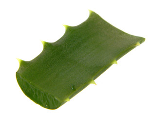 Fototapeta premium aloe isolated on white background
