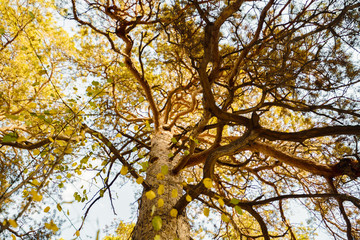 Bottom view of a branched pine tree. View of blue sky. Autumn forest