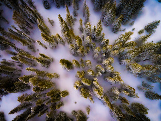 Trees in Snow from Drone - Powered by Adobe