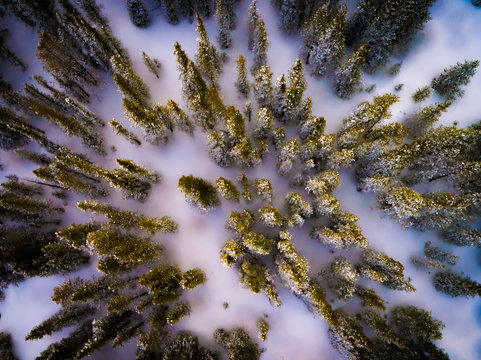 Trees in Snow from Drone