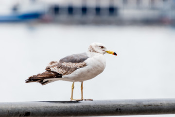 Seagull on the seashore.