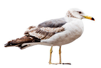Seagull bird. Close-up view. Isolated on white.