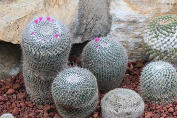  Cactus with pink flower.