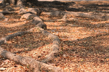 Fototapeta premium Roots in a soil background.