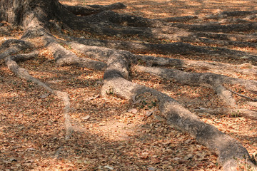  Roots in a soil background.
