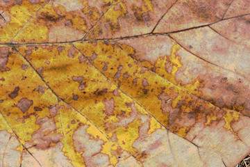 Close up of dried leaves.