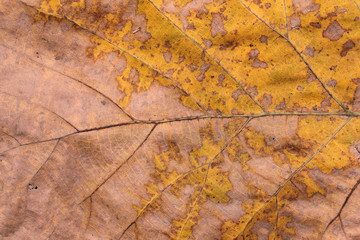 Close up of dried leaves.