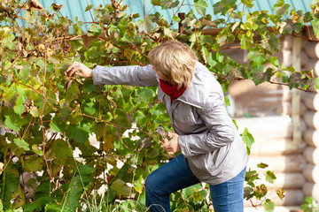 Beautiful Woman harvesting in the garden in the fall. Gardening activities. A middle-aged woman...