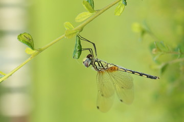Close up a Dragonfly on a branch.