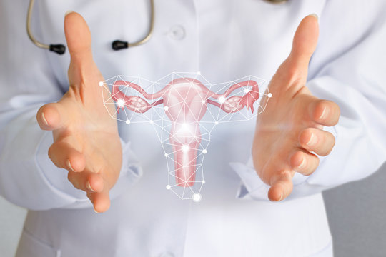 A medical worker shows the uterus in hands.