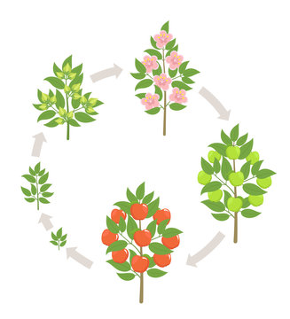 Apple tree growth stages. Vector illustration. Ripening period progression. Fruit tree life cycle animation plant seedling. Apple increase phases.