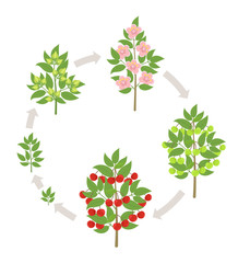 Obraz premium Cherry tree growth stages. Vector illustration. Ripening period progression. Cherries fruit tree life cycle animation plant seedling. Sweet cherry. Prunus increase phases.