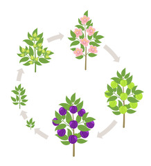 Blue Plum tree growth stages. Vector illustration. Ripening period progression. Damsons fruit tree life cycle animation plant seedling. Sweet Plum. Prunus increase phases.