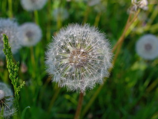 Full filled dandelion seeds waiting strong wind for voyage and beginning next generations.