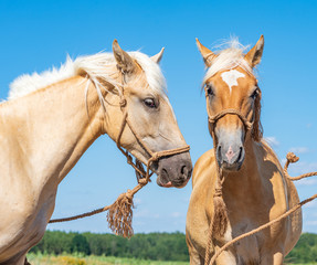 Obraz premium A pair of friendly horses on the field close-up.