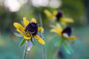 Black Eyeds Susans in a Summer Field, Selective Focus