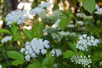 Queen Anne's Lace in Summer Field
