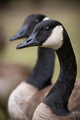 Canadian Geese Twins
