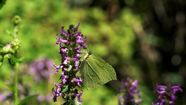 Butterfly on wildflower Wood Betony in natural environment - (4K)