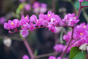 pink flowers in garden