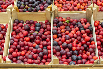 Prunus cerasifera is also called plum cherry. Fruits i wooden boxes on the counter of the store market